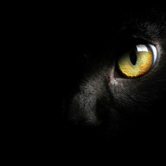 nightcat