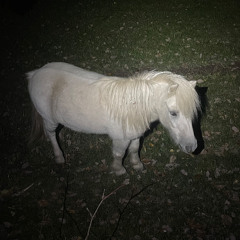 Moon Pony