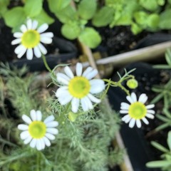 Roaming(instrumental)