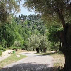colombia market flower the real song