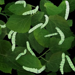 Bombyx Blow - Shark Boy (Original Mix)