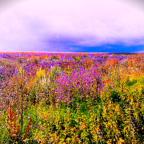 Be made voide - or tonges shal cease