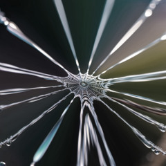 Spider Web