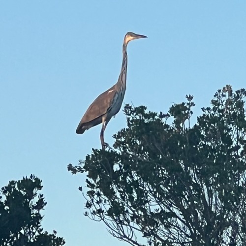 Parc Ornithologique Excerpt