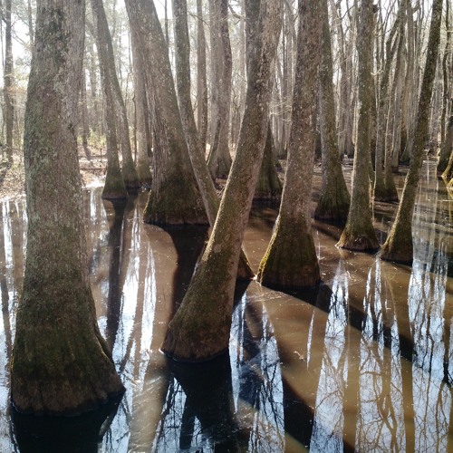 Midday at Tupelo-Bald Cypress Swamp