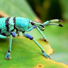 Bicho -(original Remix) [TECH HOUSE]