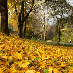 The rest in the Lord Jesus