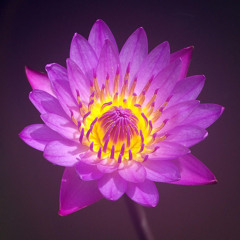 Purple Lotus (prod. YDJay x Marko)