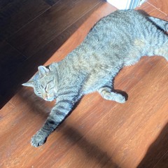 Kitty-arflthy(charlie)