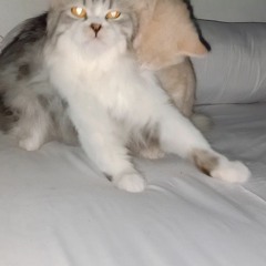 A Million Dreams (OST Greatest Showman)