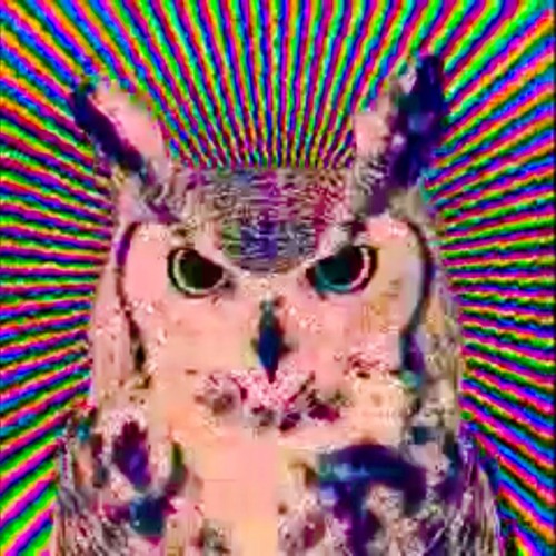 Owl right?