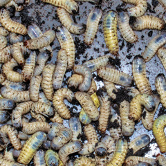 Beetle Larvae Song