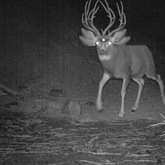 Moose