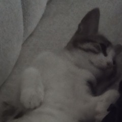 qimptoven - delisin (no tag studio)