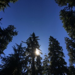 Ozette Lake Forest Trail