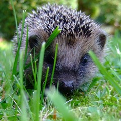 Igel Im Amselweg (Jasch B2B Ich)