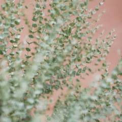 Sabbath Song of Praise