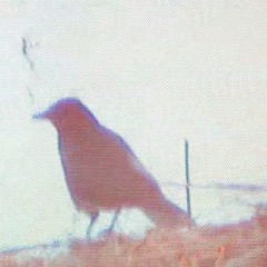 VERSCHÄTZT - YOUTHLESS X VALT