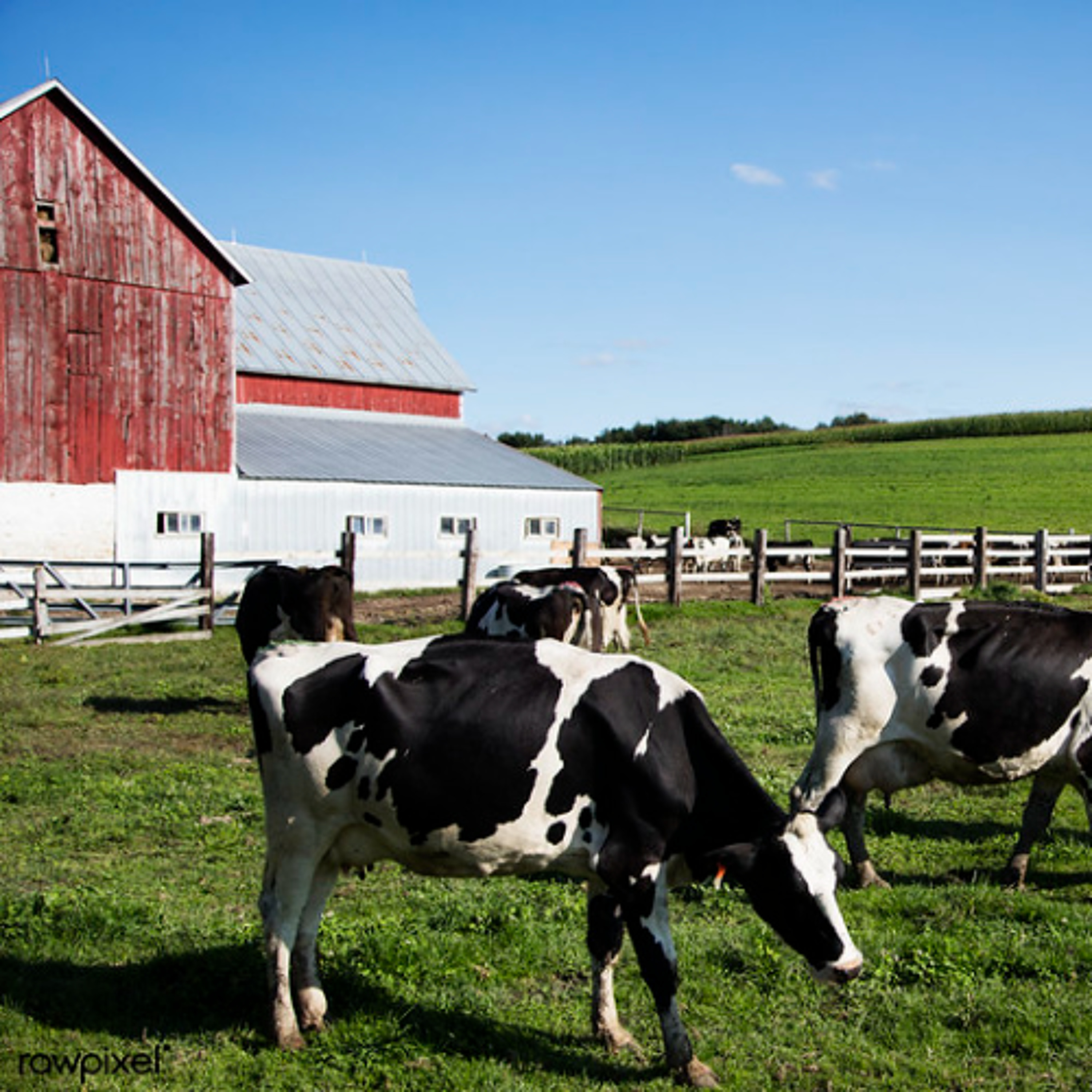 Honoring Dairy Month with a Farmer Roundtable episode artwork