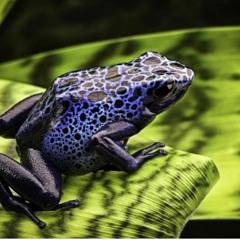 The Evolution of Acoustic Signals in Poison Dart Frogs