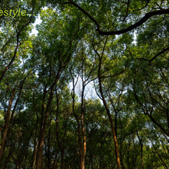 Peace in the forest...