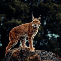 Avrasya vaşağı sesi