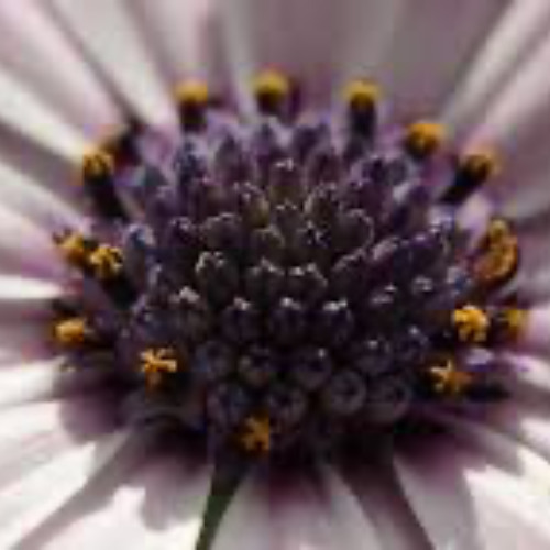 Magic Max ShirodaraMix@Sri Lanka