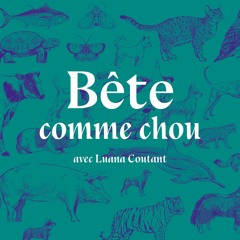 Bête comme chou : la lignée Humaine - les premiers Homo