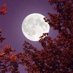 Good Night