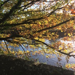 Littering Leaves