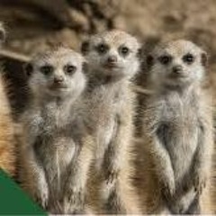 Knocking Around The Zoo STBB 805