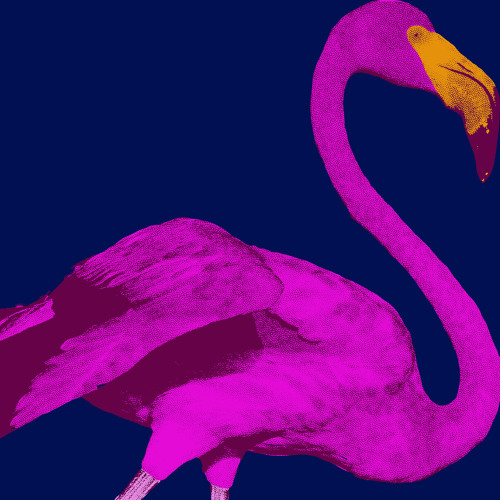 NEAT - Flamingo (Exploited)