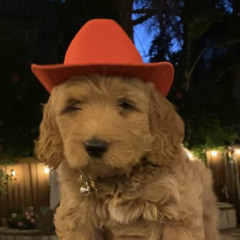 cowboy take me away by the chicks