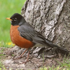 Montane Conifer Forest, stream with minimalist territory triplets, American Robin