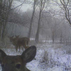 jennifer’s body- hole {sped up + higher pitched/ nightcore}