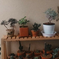 ดาว (for luck)