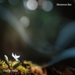 Flor de Noche