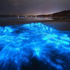 Review Special Price Sunset Bioluminescent Comb Jelly & Dolphin Tour