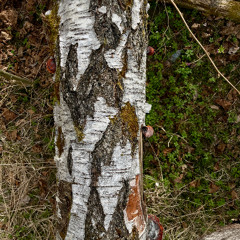 Recollection & Recitation -Rhyzomatic Third Tree (instrumental)