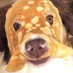 42 Inch Jamdogs First Demo