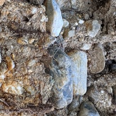 This Ache This Water