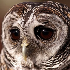 Túlterhelt Freestyle