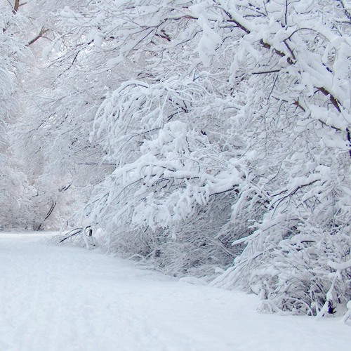 "SNOWFVLL" FT. HXLEZ