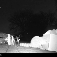 AAAC Wildlife Removal of Fort Worth - Raccoon Removal Fort Worth