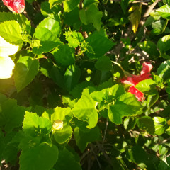 Poivre Noir, Piment Rouge SAM 14 JUN 2025