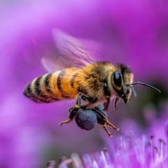 Bienen Lieben Die Blumen