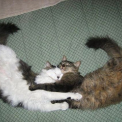 dont give up on me (reo4u)