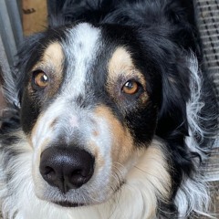 chief selections vol1