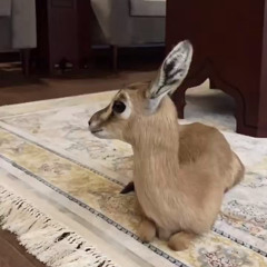 سـاعة الفـوز