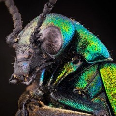 SPANISH FLY